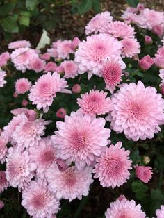 pink flowers are blooming in the garden