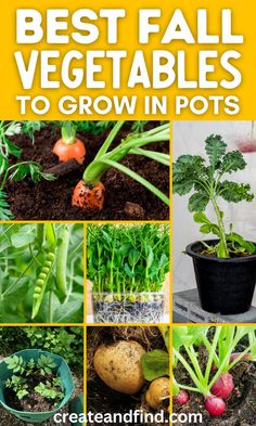 Collage of fall garden vegetables to grow in pots. Fall Gardening Tips, Food To Plant In The Fall, Vegetable Gardening For Beginners, Beginner Gardening Vegetables, Garden Vegetables To Grow, Vegetables To Grow In Pots, Growing Winter Vegetables, Growing Green Beans, Fall Pots