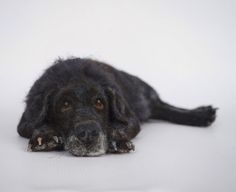 a black dog is laying down on the floor with his head turned to the side