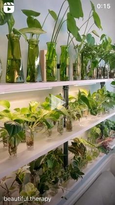 many plants are in vases on the shelves