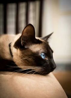 a siamese cat with blue eyes laying on a couch looking at something in the distance