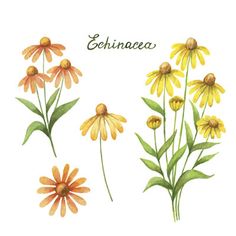 three different types of flowers with the words echinna written in spanish on them