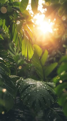 the sun shines through some green leaves in the rain, with drops of water on them