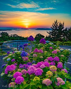 the sun is setting over some flowers by the water