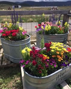 three metal buckets filled with colorful flowers