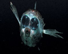 a fish with large round blue eyes is swimming in the dark water, looking at the camera