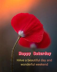 a red flower with the words happy saturday have a beautiful day and wonderful weekend