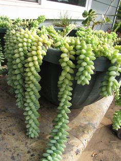 green plants are growing in a potted planter