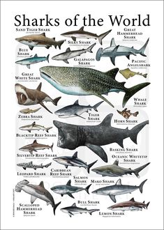 sharks of the world are shown in this poster