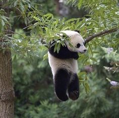 a panda bear hanging from a tree branch with its paws in the air and eating leaves