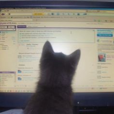 a cat sitting in front of a computer monitor looking at the webpage on it