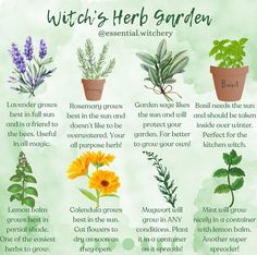 a poster showing different types of herbs