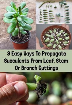 3 Easy Ways To Propagate Succulents From Leaf, Stem Or Branch Cuttings Propogate Succulents, Replanting Succulents, Propagate Succulents, Kaktus Dan Sukulen, Baby Succulents, Succulent Cuttings