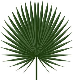 a green palm leaf on a white background