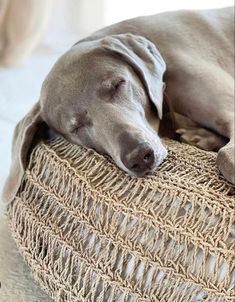 a large gray dog sleeping on top of a wicker ottoman