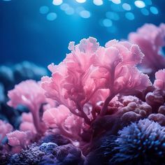 some pink corals are in the water