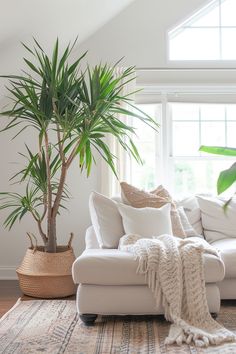 a living room filled with furniture and a large potted plant on top of a rug