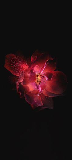 a red flower with water droplets on it's petals in the dark, against a black background