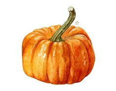 a drawing of a pumpkin on a white background