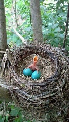 a bird nest with two blue eggs in it and an orange cup sticking out of the top