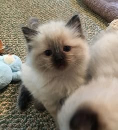 a cat is sitting on the floor next to stuffed animals