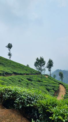 the tea bushes are growing on the side of the hill