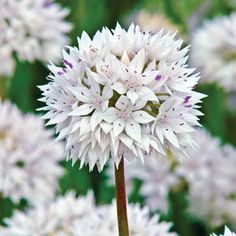 a close up of a white flower with lots of flowers in the backround