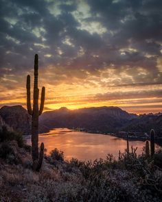 the sun is setting over a body of water with mountains in the background and cactus bushes to the side