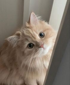 an orange cat sitting on top of a wooden floor next to a window sill