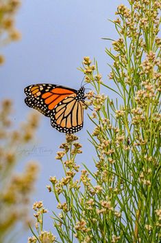 a monarch butterfly sitting on top of a plant