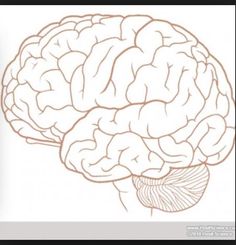 a drawing of the human brain