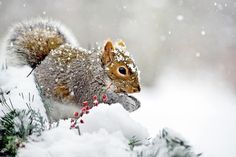 a squirrel is eating berries in the snow