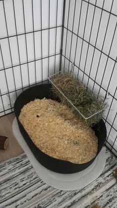 an animal in a cage with hay on the floor next to it's enclosure