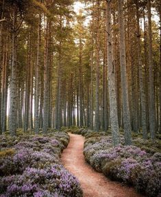 a path in the middle of a forest with purple flowers