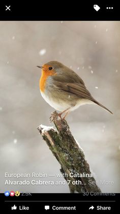 a small bird perched on top of a tree branch in the snow with it's beak open