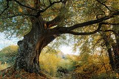 a large tree with lots of leaves on it's ground in the middle of a forest