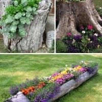 several different types of flowers growing in a log