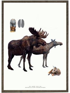 two moose are standing next to each other in front of a pair of slippers