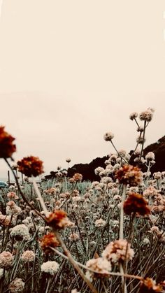 some very pretty flowers in a big field