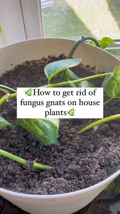 a white bowl filled with lots of dirt next to a plant and a sign that says how to get rid of funguss on house plants