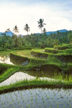 rice fields with palm trees in the background and water running through them, surrounded by lush green grass