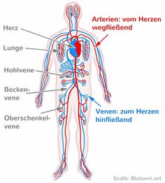 the human body with labels on it