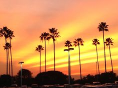 a parking lot filled with lots of parked cars under palm trees at sunset or dawn