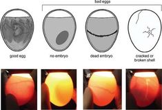 an image of different stages of breast surgery