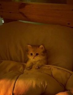 a cat is sitting on the back of a chair