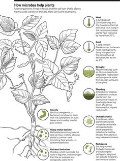 an info sheet describing how to grow and use the plant's roots in different ways