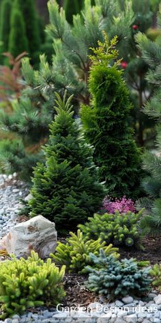 several different types of trees in a garden