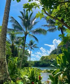 palm trees and water surrounded by greenery on the side of a river with blue skies in the background