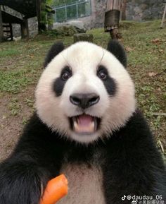 a panda bear is holding a carrot in its hand and smiling at the camera with it's mouth wide open