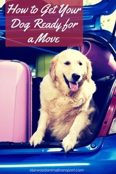 a dog sitting in the back of a car with luggage